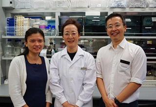 Protein in blood could help to treat lupus: SGH researchers